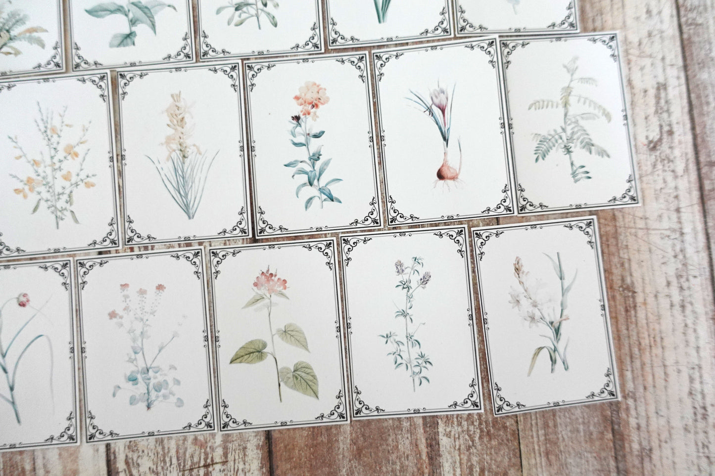 Printable Vintage Botanical Ephemera