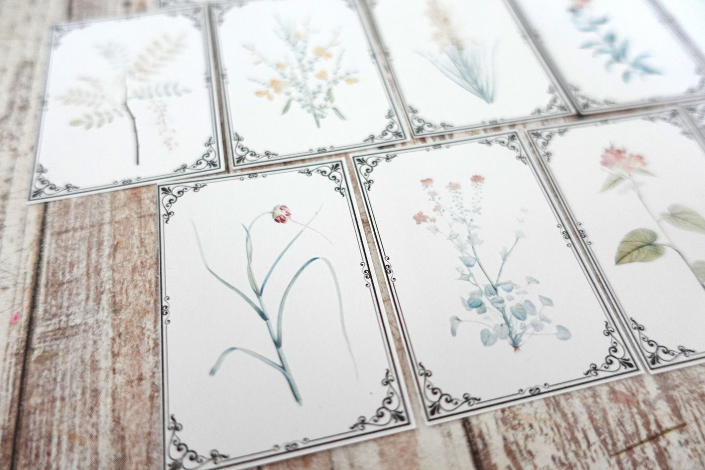 Printable Vintage Botanical Ephemera