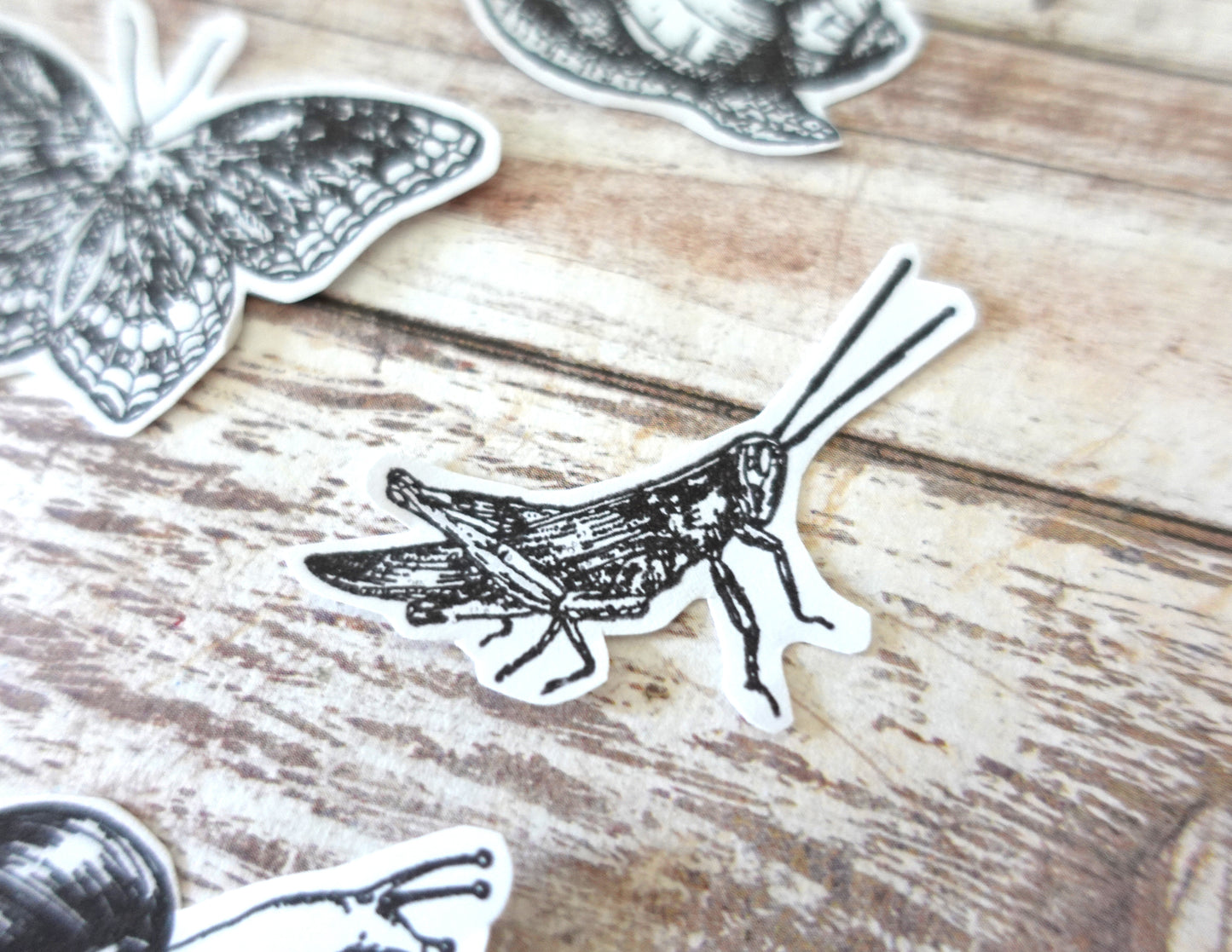 Insects Die-Cut stickers